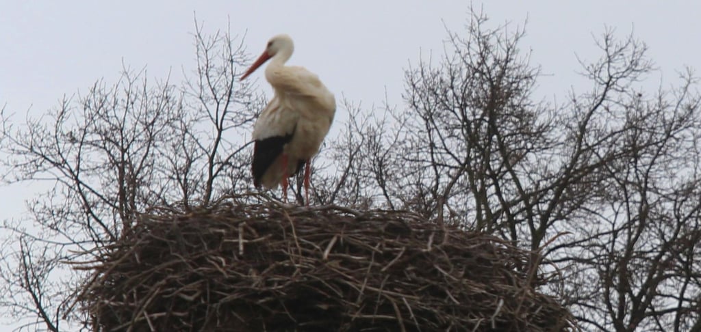 Storch auf dem Nest in Klossa