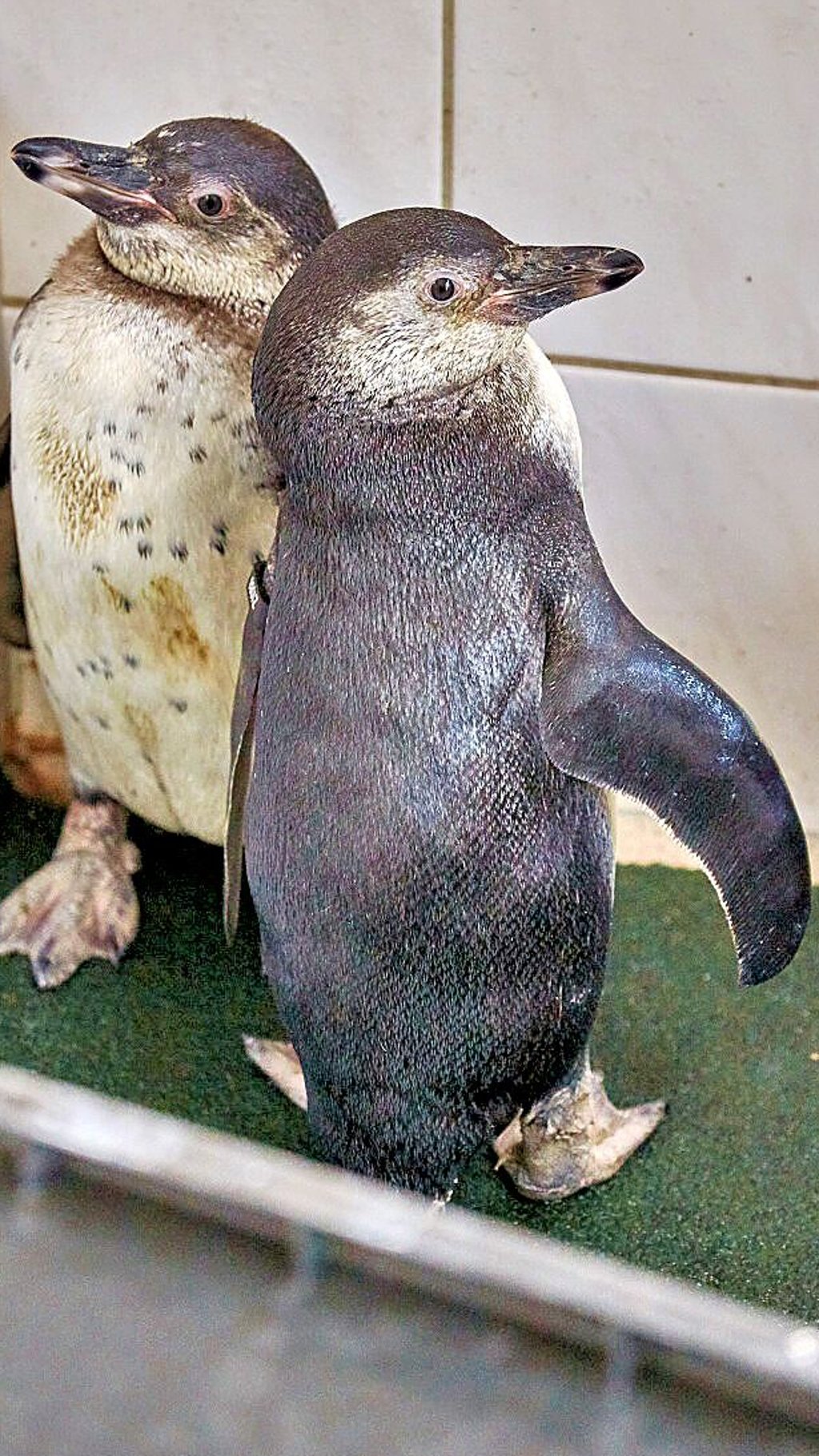 Auch zwei neue Humbholdt-Pinguine haben das Licht der Welt erblickt.
