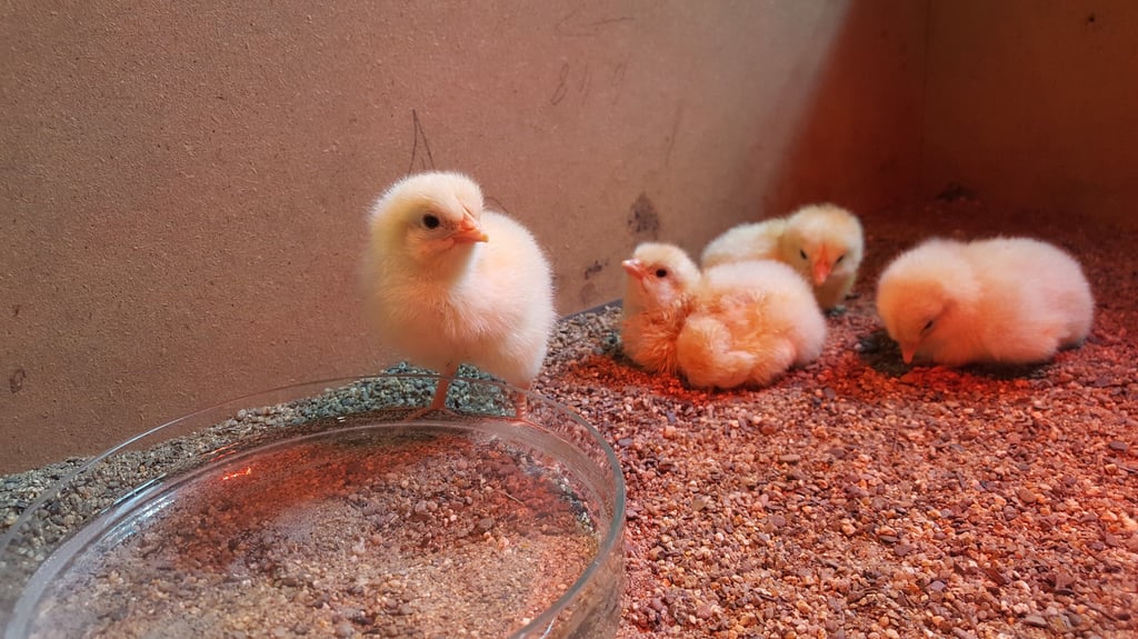 Von Karfreitag bis Ostermontag können Besucher bei einem Spaziergang am Heineanum in Halberstadt vorbei, sehen, wie Osterküken schlüpfen.