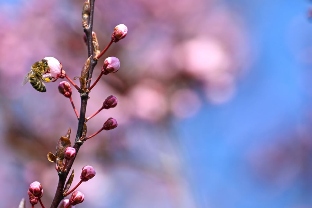 Eine Biene sitzt auf einer Blüte einer japanischen Zierkirsche, um an den bereits geöffneten Blüten Nektar zu finden.