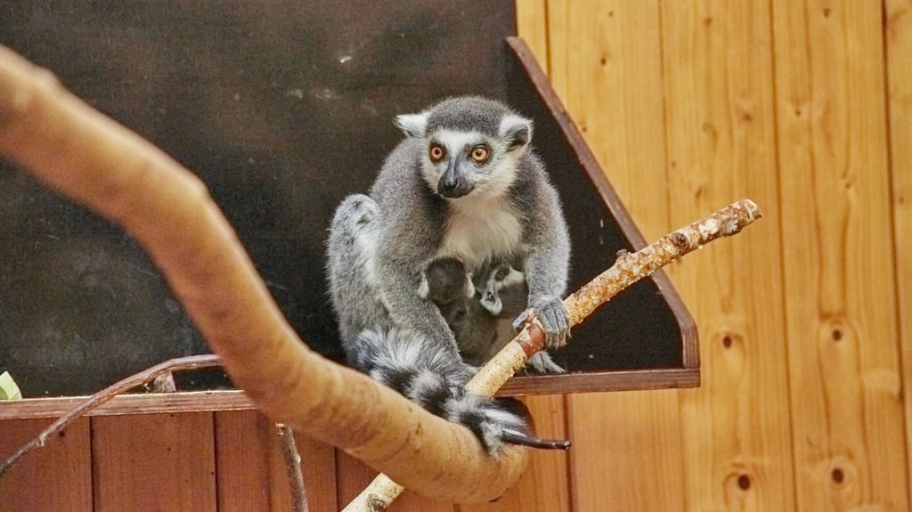 Zwei der vier Katta-Babys.