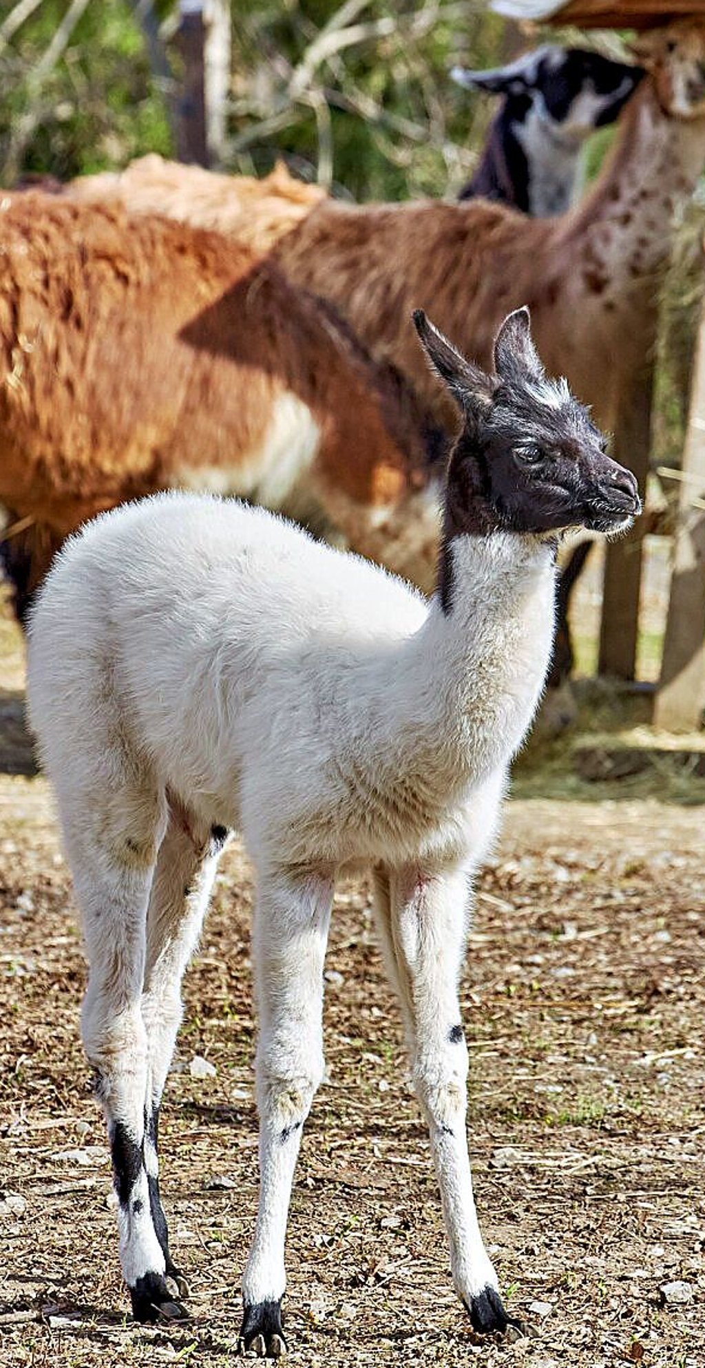 Zwei Lamas wurden ebenfalls in den zurückliegenden Wochen geboren.