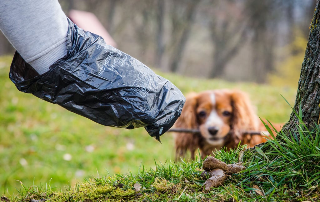 Bewohner Schwanebecks ärgern sich über Hundekot, der auf den Straßen liegt. Mit neuen Behältern will die Gemeinde das Problem angehen.