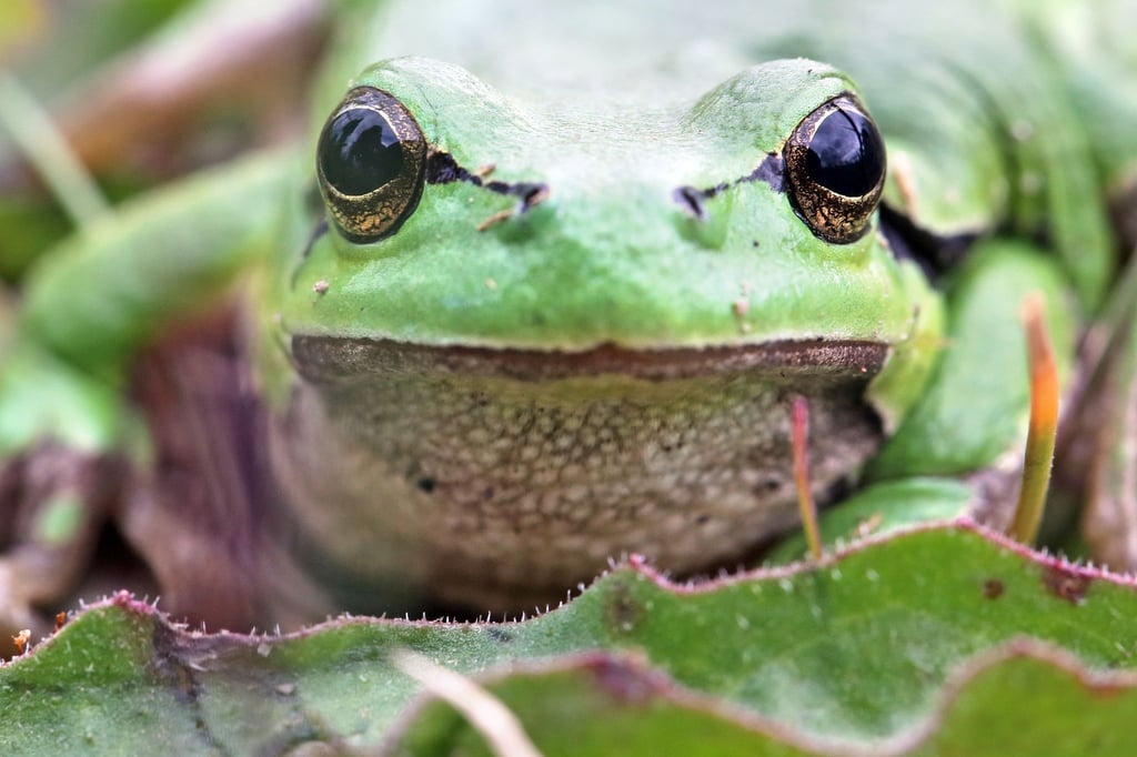 Ein Laubfrosch sitzt in einer Feuchtwiese.