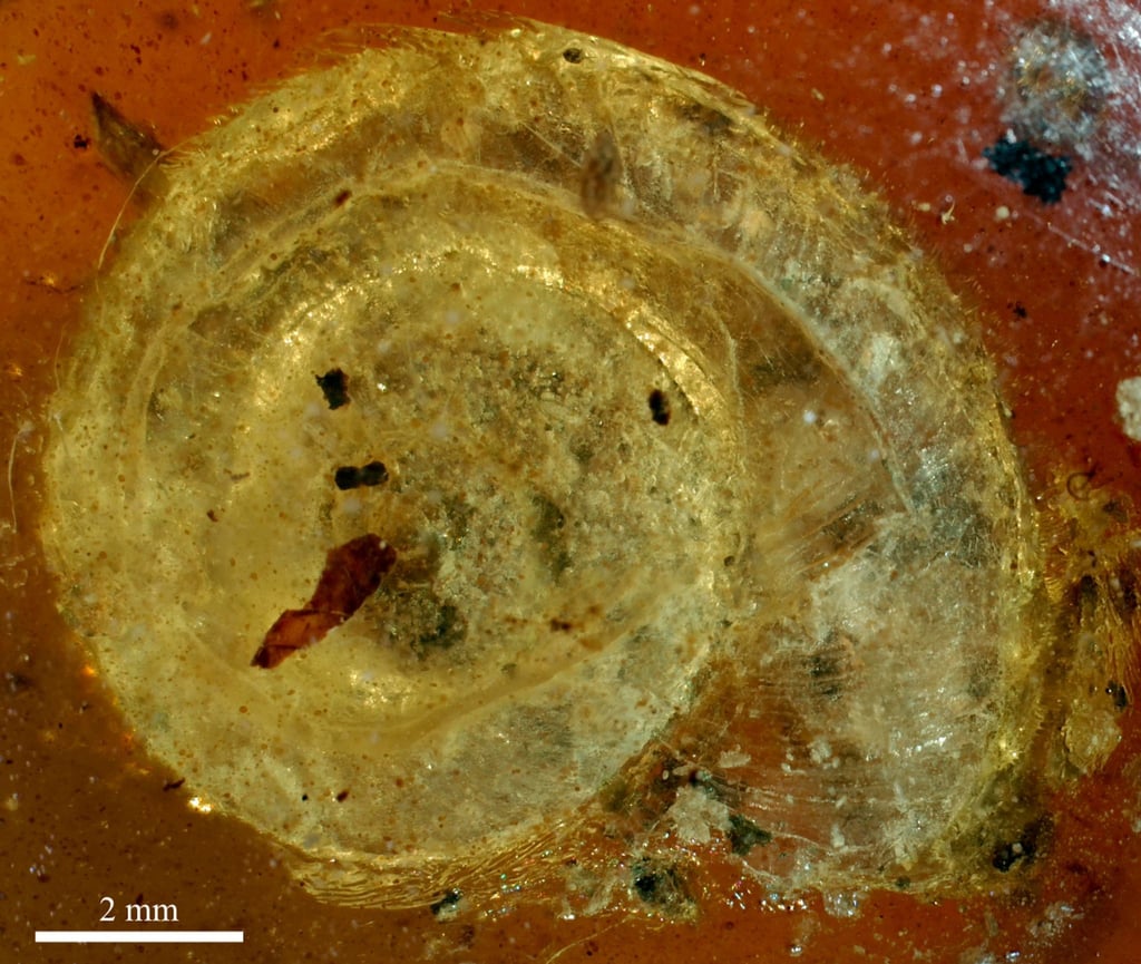 Die fossile Schnecke wurde auf den Namen „Archaeocyclotus brevivillosus“ getauft. Besonders auffällig ist ihr mit kurzen und borstigen Haaren bedecktes Haus.