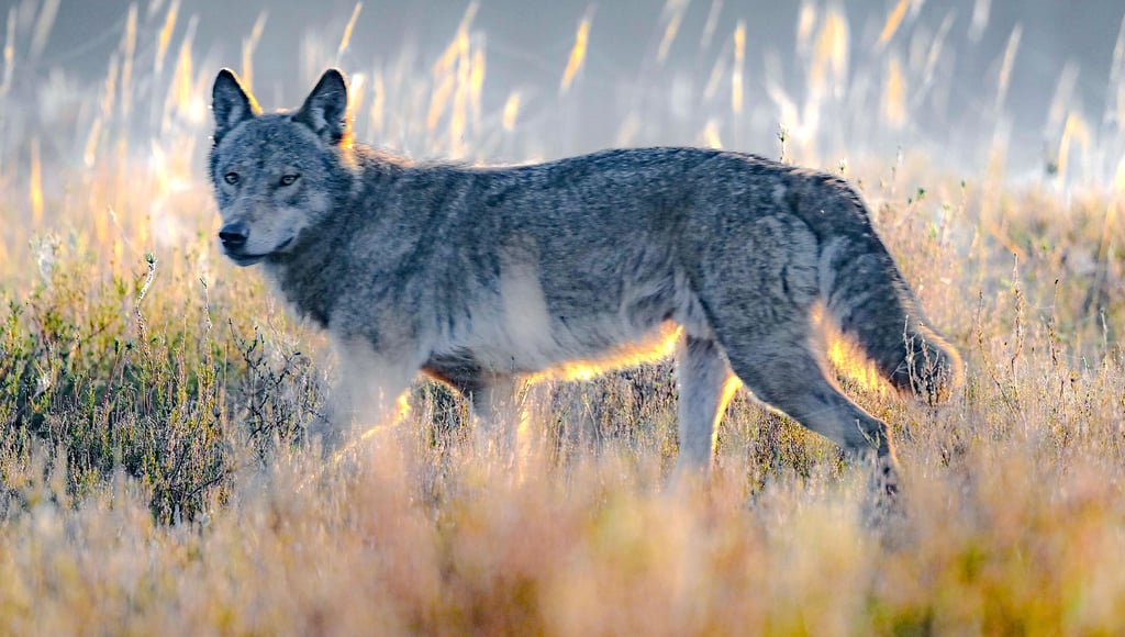 Der Wolf steht bei der Veranstaltung am 30. April im Wittenberger Stadthaus im Mittelpunkt.