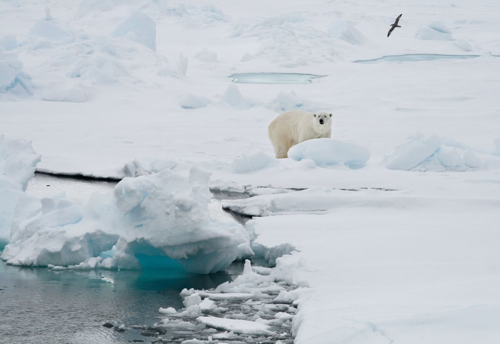 Ein Eisbär auf einer Eisscholle in Spitzbergen.