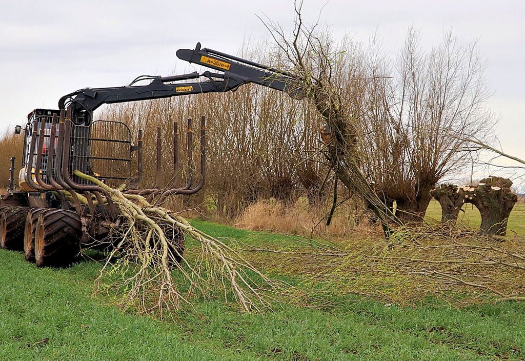 Die abgeschnitteten Weidenruten wurden mittels Maschine sofort von den Flächen beräumt.