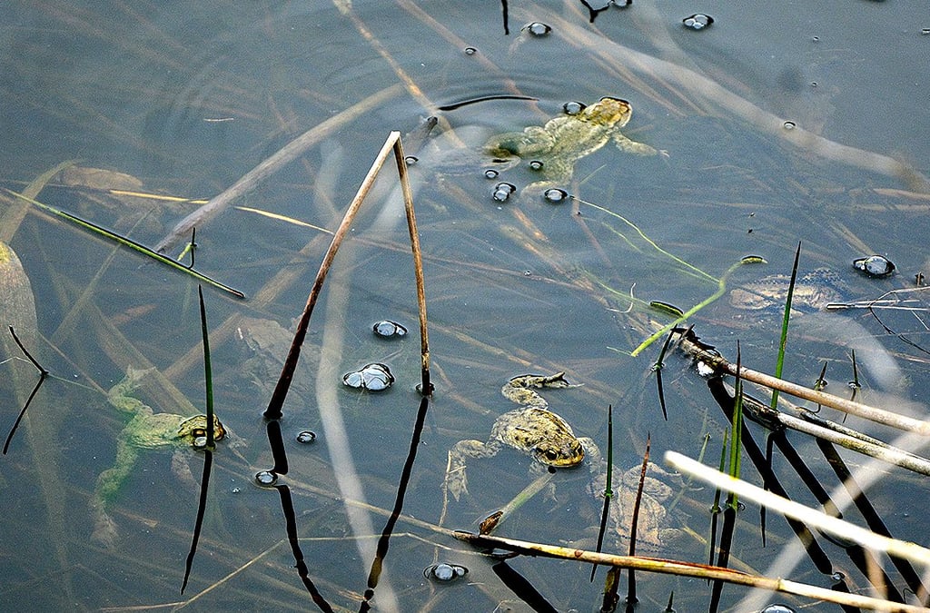 Einige Erdkröten waren in dieser Woche im Zierteich vor dem Wohnblock an der Dorfstraße in Bretsch bei Seehausen zu Gange.