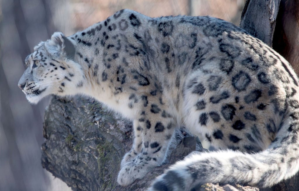 Ein Schneeleopard sitzt im Zoologisch-Botanischen Garten Wilhelma in seinem Gehege.