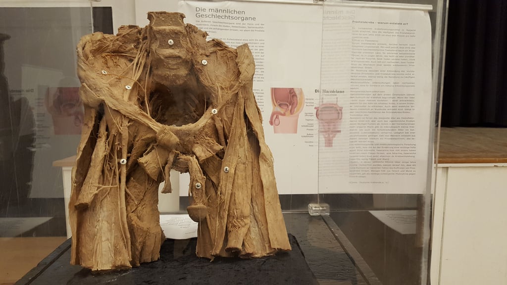 Die Wanderausstellung „Echte Körper“ ist zu Besuch in Halle.
