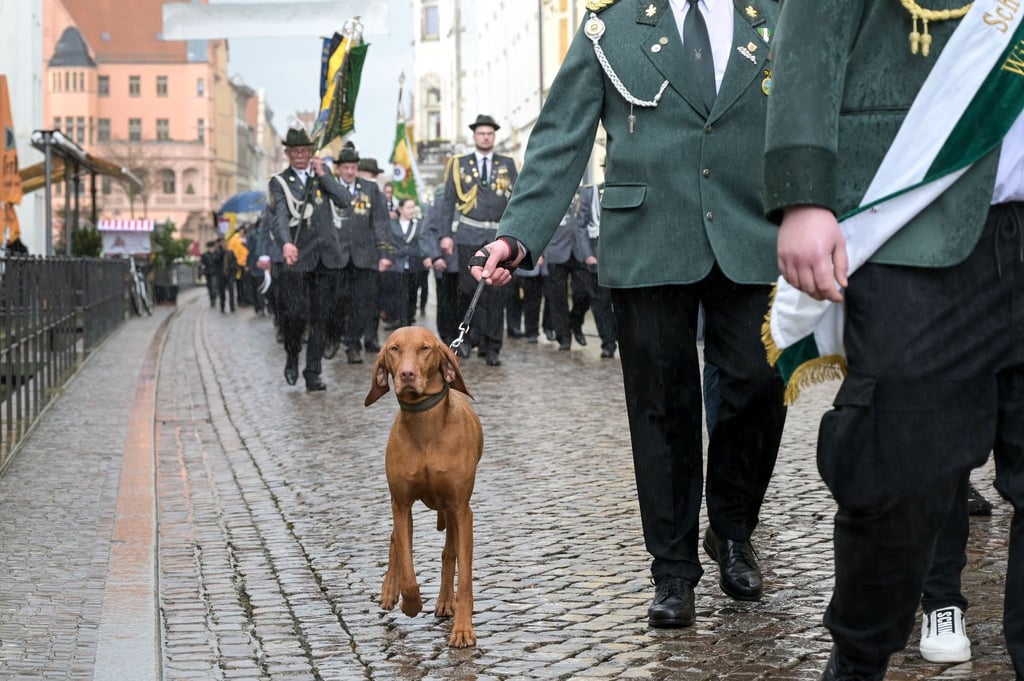 Ein Hund läuft beim Festumzug zum 33. Verbandstag des Landesschützenverbandes durch die Innenstadt.