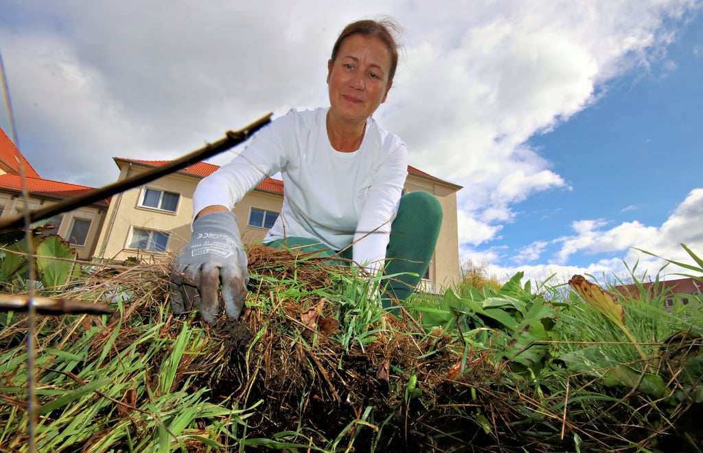Susann Emmer sorgt hier für Ordnung in dem ehemaligen Springbrunnen, der heute ein Blumenbeet ist. Gras hat sich hier ausgebreitet und bringt die anderen Pflanzen in Bedrängnis. Beherzt rupft sie die grünen Grashalme aus dem Boden.