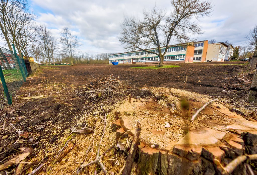 Kahlschlag auf einem Grundstück in Merseburg-West an der Otto-Lilienthal-Straße.