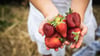 Bald ist es soweit: Die ersten Erdbeeren können geerntet werden.