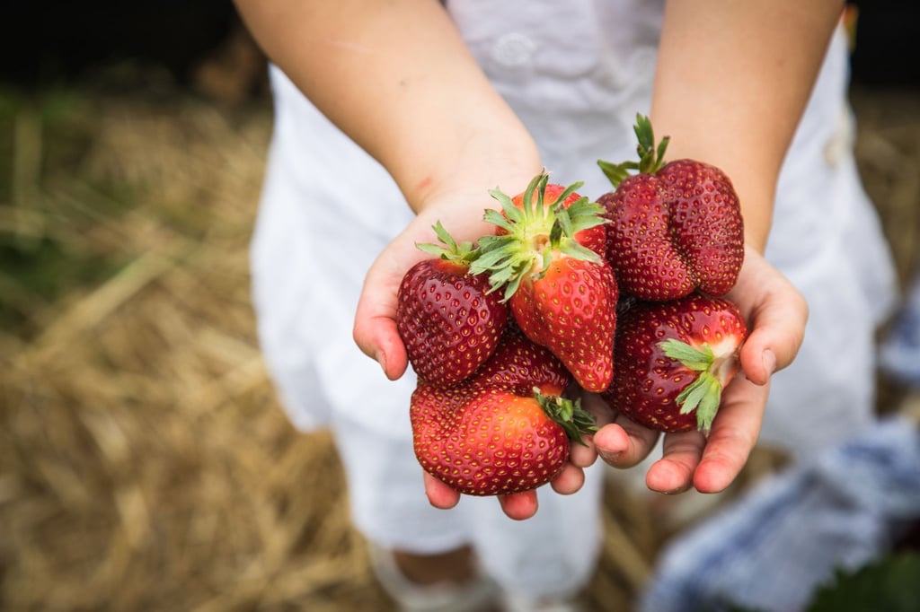 Bald ist es soweit: Die ersten Erdbeeren können geerntet werden.