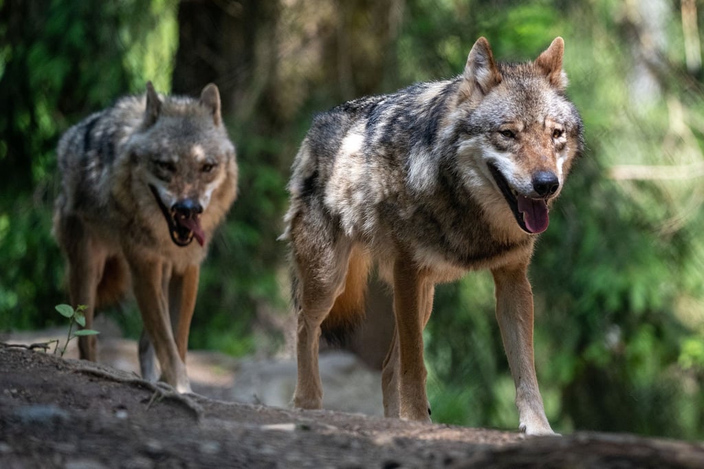 Wölfe spazieren im Bayerwald-Tierpark in Lohberg durch das Gehege.