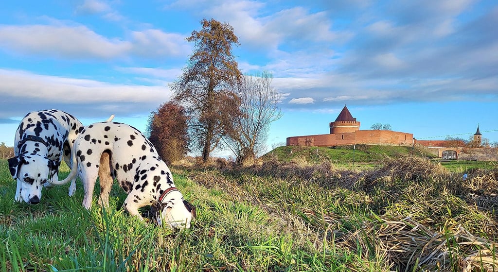 Dieses malerisches Frühlingsfoto entstand vor der Kulisse der Lindauer Burg.