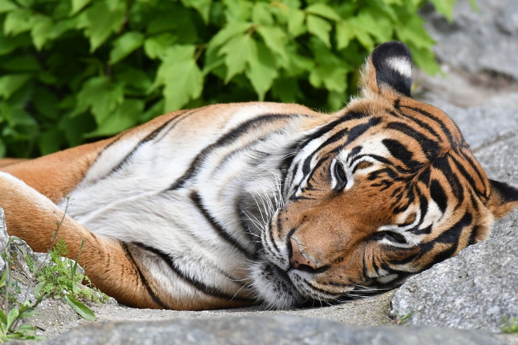 Ein Tiger liegt bei schönem Wetter in seinem Gehege im Berliner Tierpark.