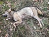 Bei dem toten Tier, das am 21. März 2023 in Burg gefunden wurde, handelt es sich um einen Jungwolf.