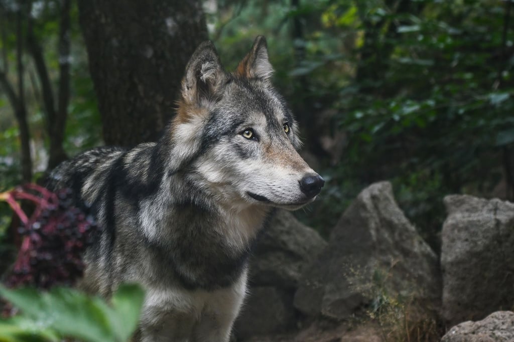 Der Wolf, der vor einer Woche in Burg bei Magdeburg tot gefunden wurde, ist offenbar an den Folgen einer Bissattacke gestorben. Von welchem Tier sie stammt, soll nun eine Untersuchung klären. Symbolbild: