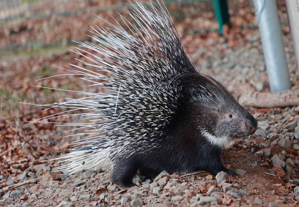 Im Tierpark am Hexentanzplatz in Thale im Harz ist eines der verschwundenen Stachelschweine wieder aufgetaucht. Die Schweinedame "Brain" kam von alleine aufs Gelände des Tierparks zurück.