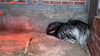 Stachelschwein Pinky kuschelt sich schützend vor seine Partnerin Brain in ihrem Gehege im Tierpark Hexentanzplatz.