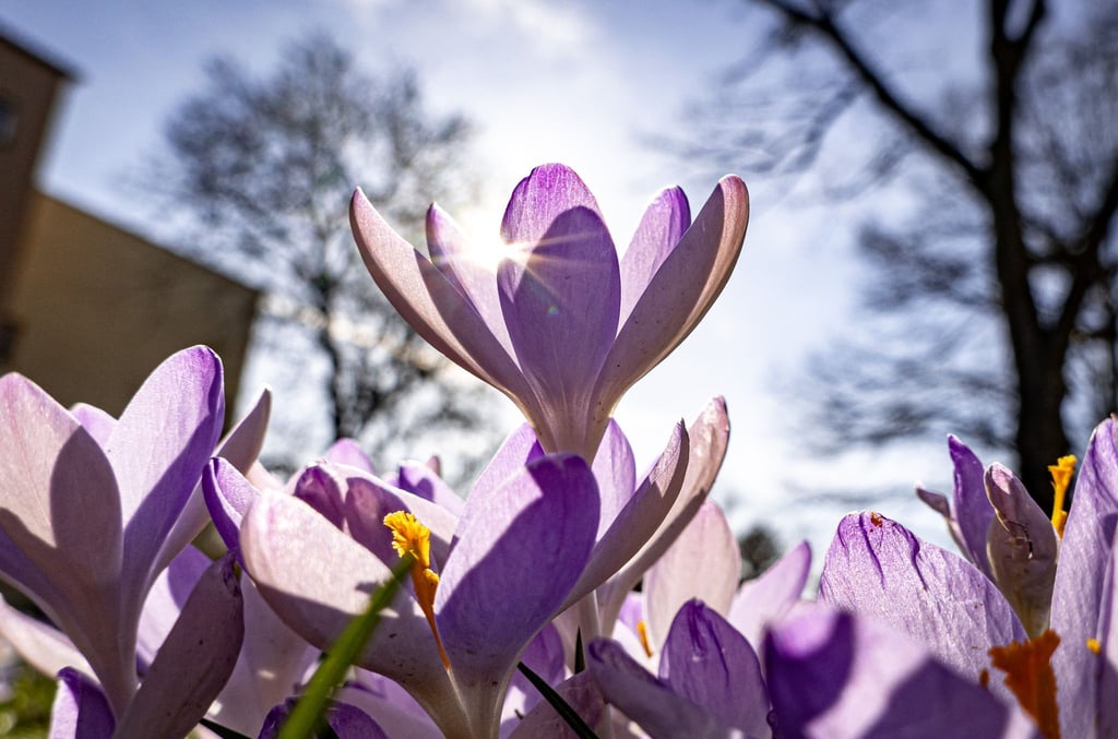 Krokusse blühen auf dem Grünstreifen einer Straße vor dem blauen Himmel, während die Bäume im Hintergrund noch kahl sind.