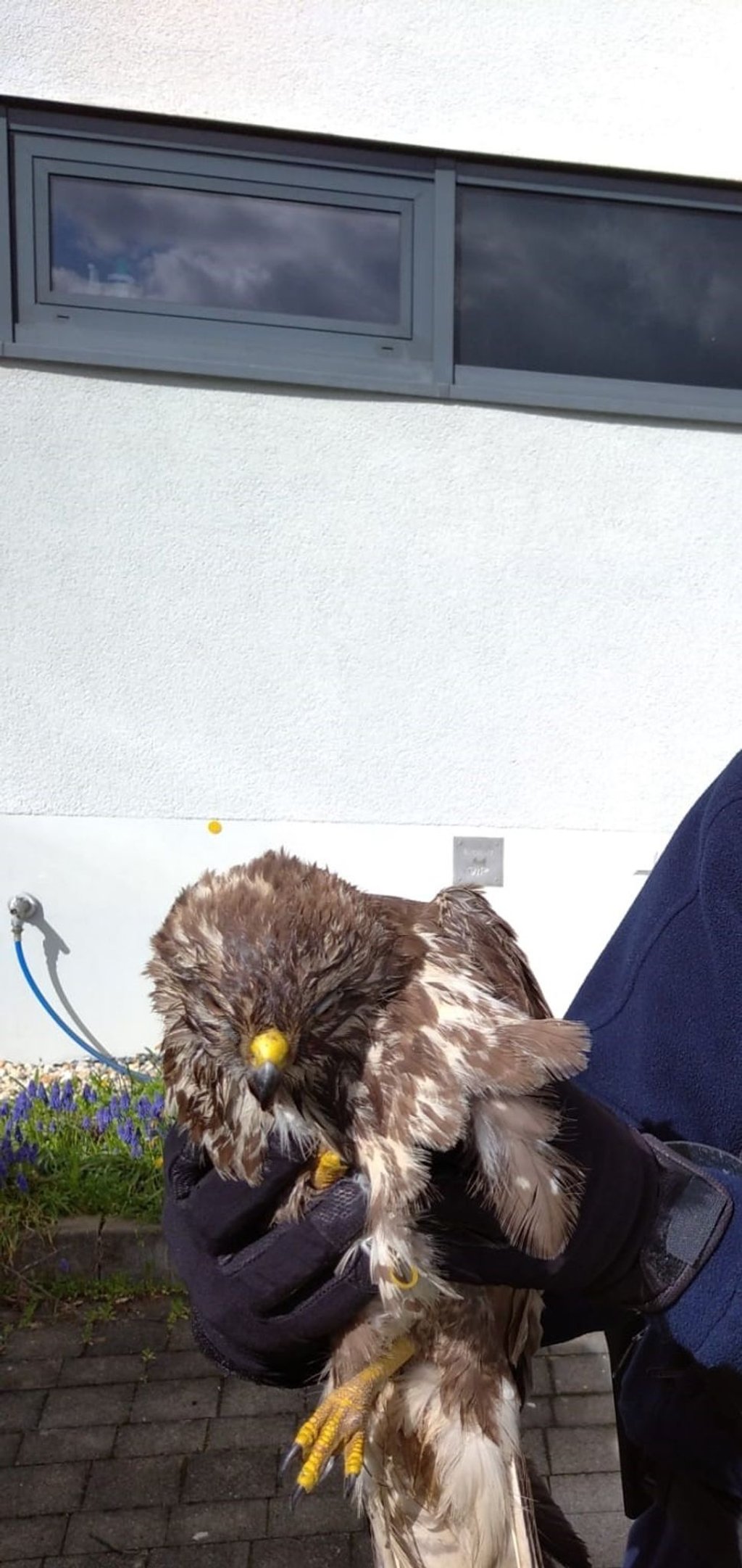 Ein Polizist hält den, nach einem Zusammenprall mit einem Auto leicht benommenen, Bussard in den Händen.