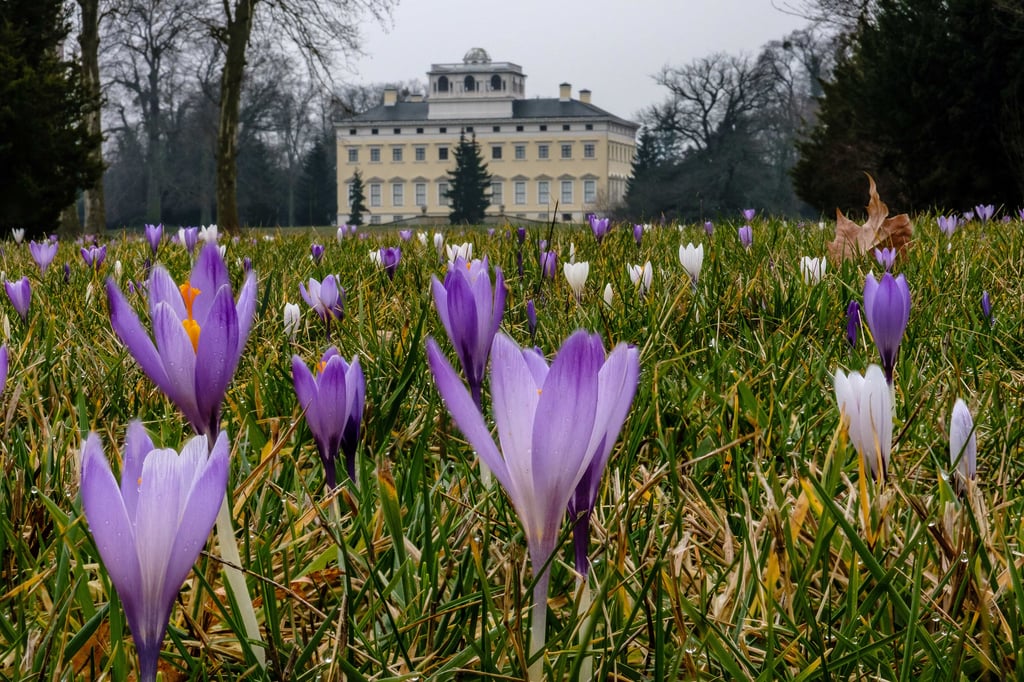 Der Wörlitzer Park mit Schloss ist auch für seine Krokuswiese im Fühling bekannt.