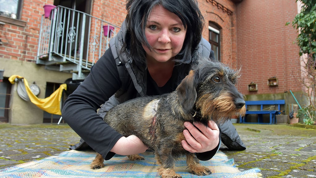 Hundebesitzerin Claudia Märtens hält Dackelhündin Trudy im Arm und zeigt die große Bisswunde. Ein Schäferhund hatte sich losgerissen und die kleine Hündin schwer verletzt.