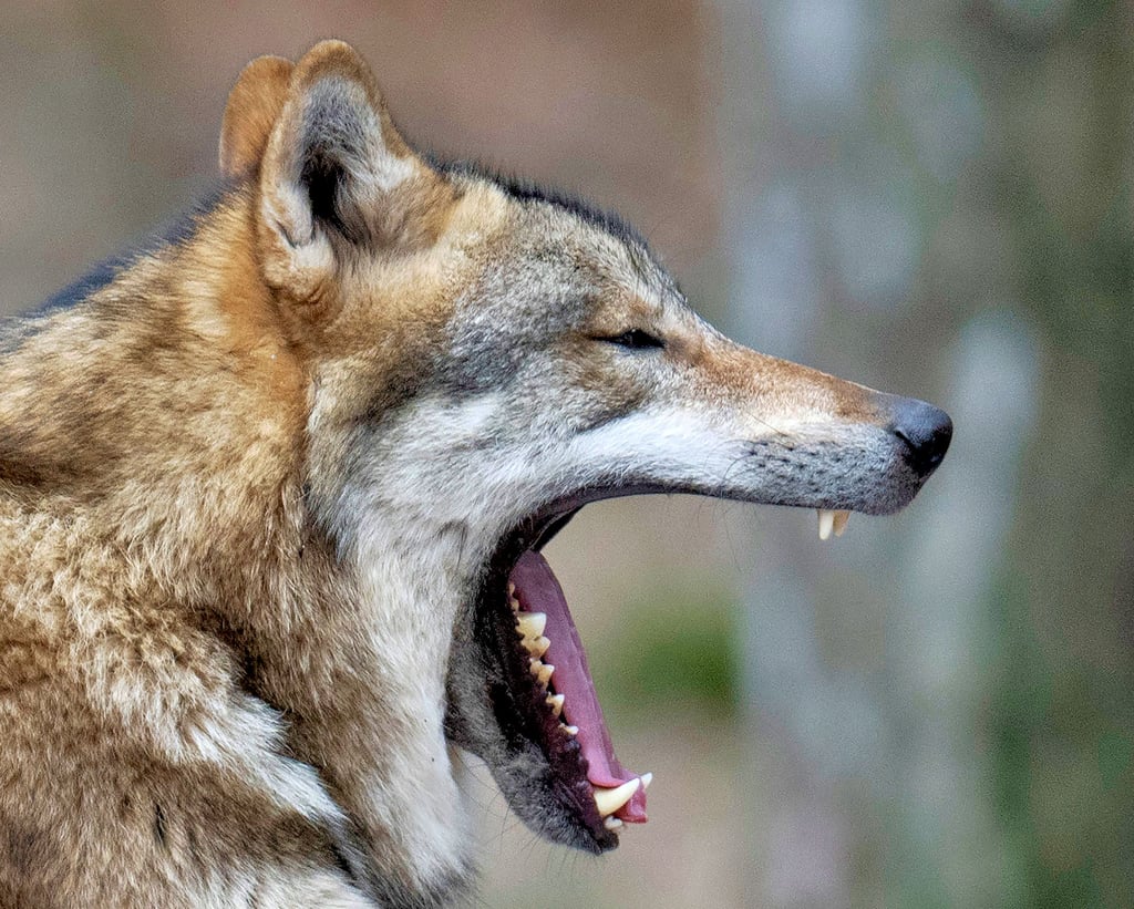 Bei Wedringen hat ein Landwirt kürzlich fünf Wölfe gesichtet. Nahe der Aral-Tankstelle am Süplinger Berg hat ein Waldbesitzer am Montag zwei gesehen. Der Wolf umkreist die Stadt.