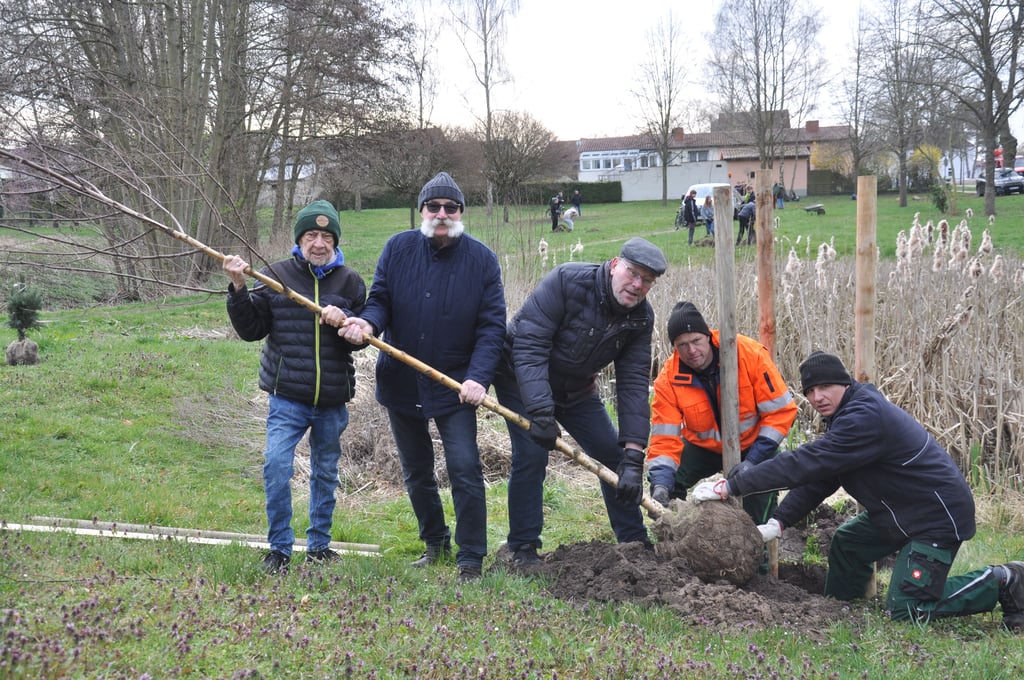 Neues Grün in Osterburg: Ortspolitiker pflanzen am Stadtrand von Osterburg den Baum des Jahres, eine Moorbirke.