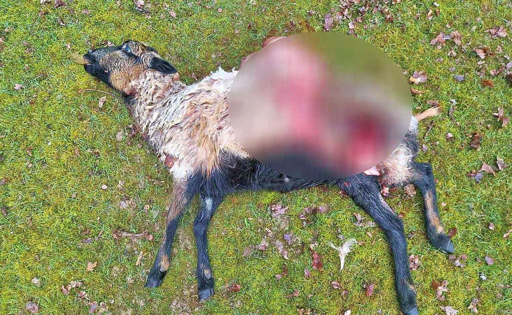 Eines der toten Schafe liegt bei Jeggeleben auf der Weide, die Gedärme sind herausgerissen.