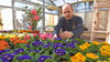 Thomas Preiß mitten im Frühling: Er hat das Blumenhaus am Friedhof in Aschersleben übernommen. 