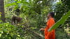 Besitzer Lek holt seinen Affen Nong nach getaner Arbeit, dem Kokosnusspflücken, wieder von der Kokospalme.