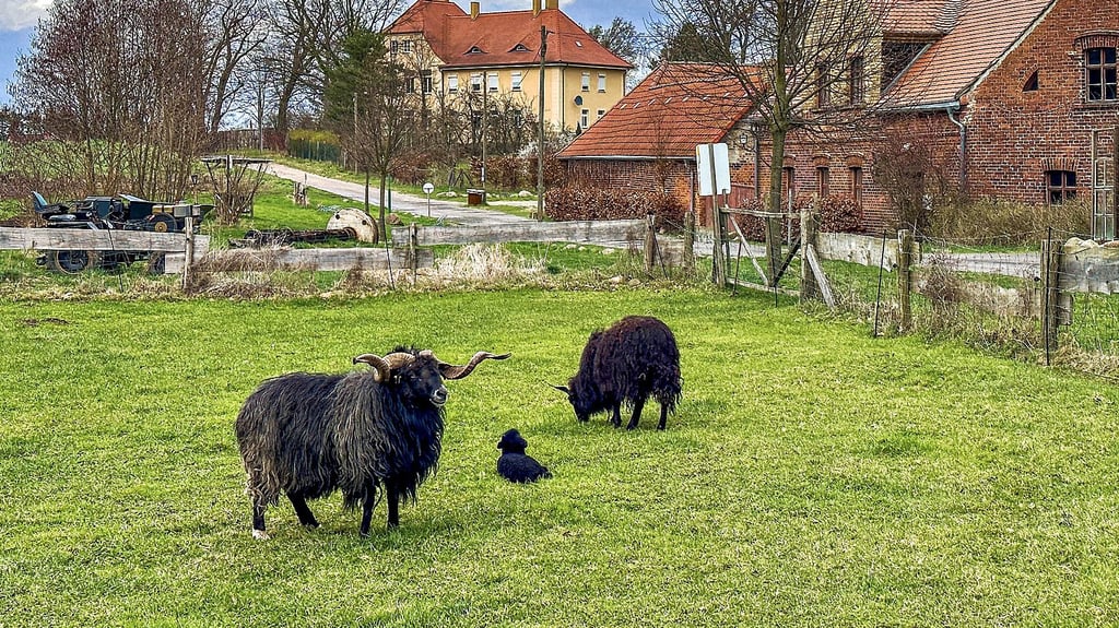 Schafbock „Pitti“ (l.) in Großwig hat Nachwuchs gezeugt – und damit für ungläubige Blicke bei den Tierhaltern gesorgt.