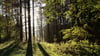 Die Sonne scheint in einem Wald zwischen Bäumen hindurch.
