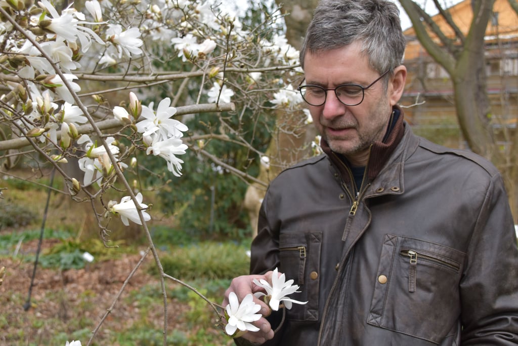 Matthias Hoffmann, Kustos des botanischen Gartens, ist überrascht: Die Magnolienblüte ist in diesem Jahr relativ früh dran, meint der Botaniker.