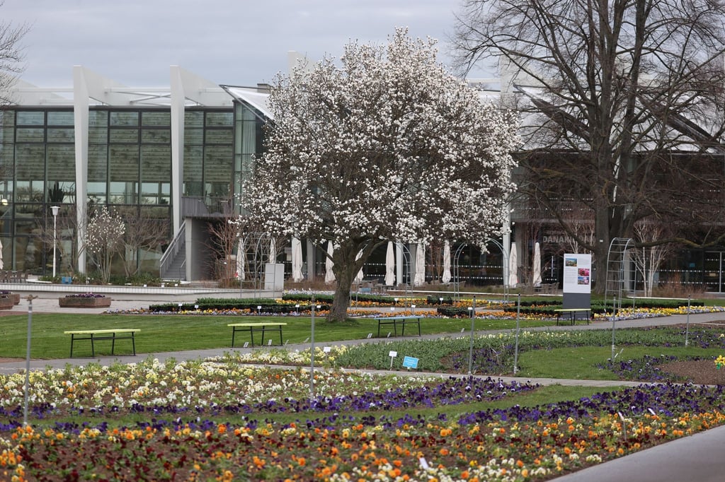 Bunte Frühlingsblumen blühen auf dem Gelände der Erfurter Gartenschau (ega).