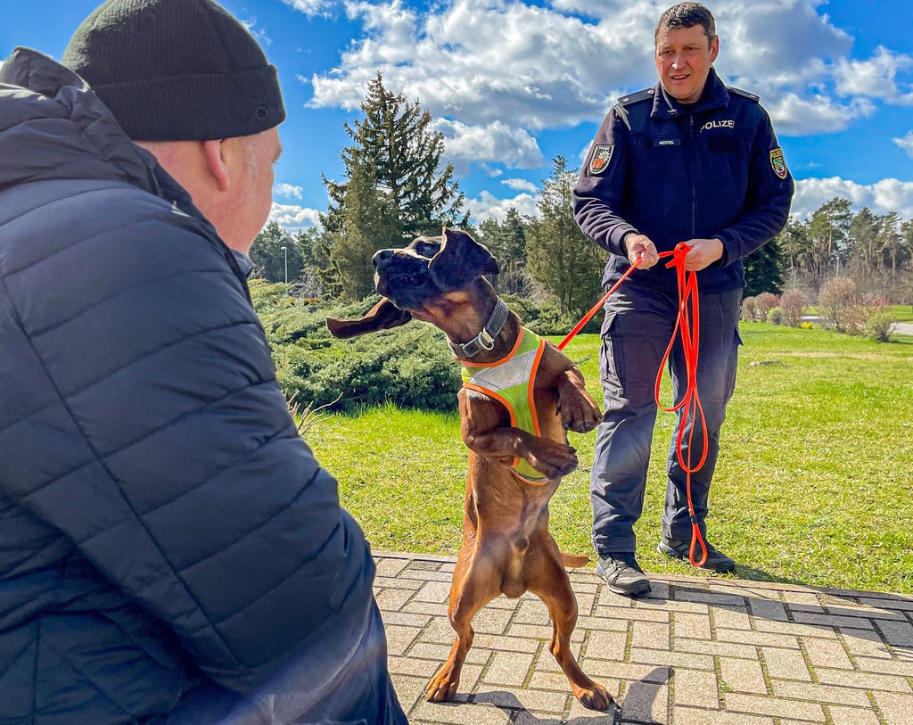 Polizeikommissar René Mechel (49) trainiert mit Personenspürhund „Friedrich“ den Einsatz. Der sogenannte Mantrailer ist erst dreieinhalb Jahre alt, hat aber bereits drei vermisste Personen aufgespürt. Er soll später den ersten Hund dieser Art in Sachsen-Anhalt „Gustav“ (fast zehn Jahre) ablösen.