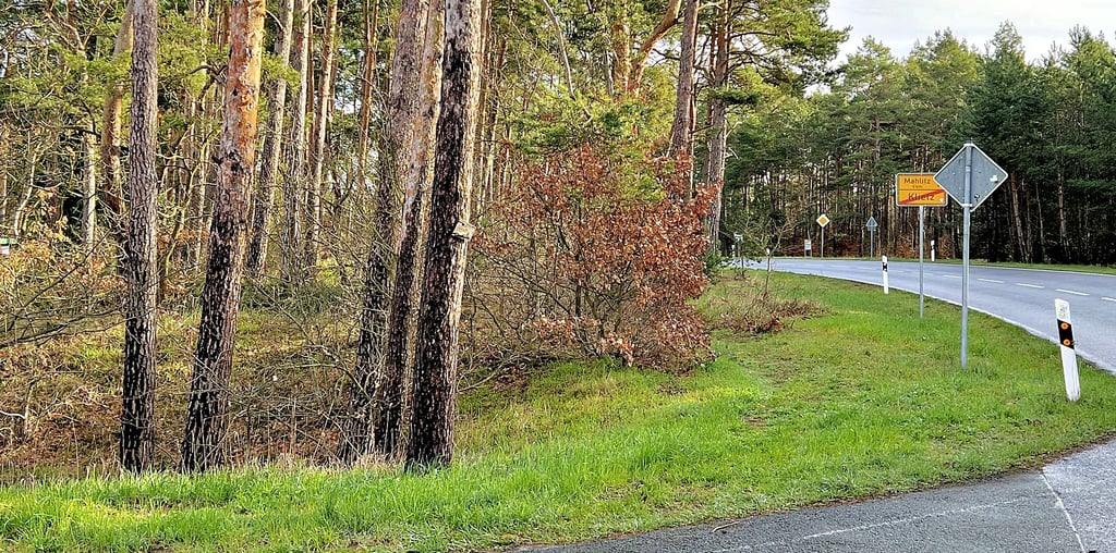 In diesem Waldstück am Ortsausgang nach Mahlitz soll die neue Rettungswache errichtet werden. Der Gemeinderat beschloss jetzt den Verkauf des Grundstücks an den Landkreis.