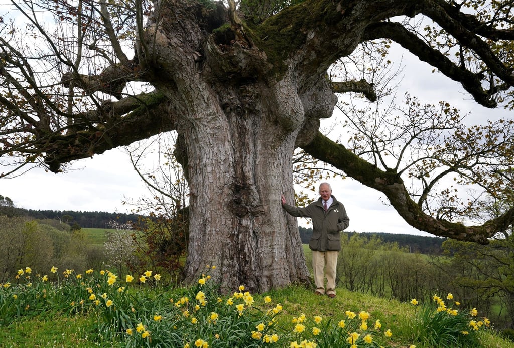 König Charles III. bedankt sich für die Beteiligung an der Initiative namens „Queen's Green Canopy“ (QGC).