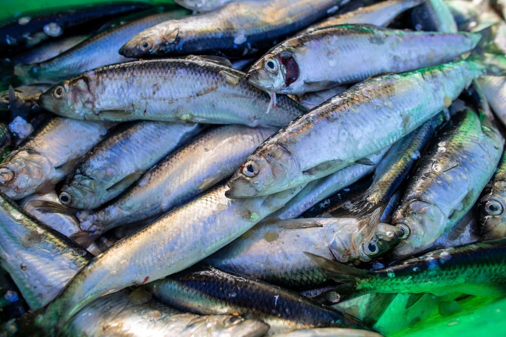 Frisch gefangene Heringe liegen in einer Fischkiste im Fischereihafen.