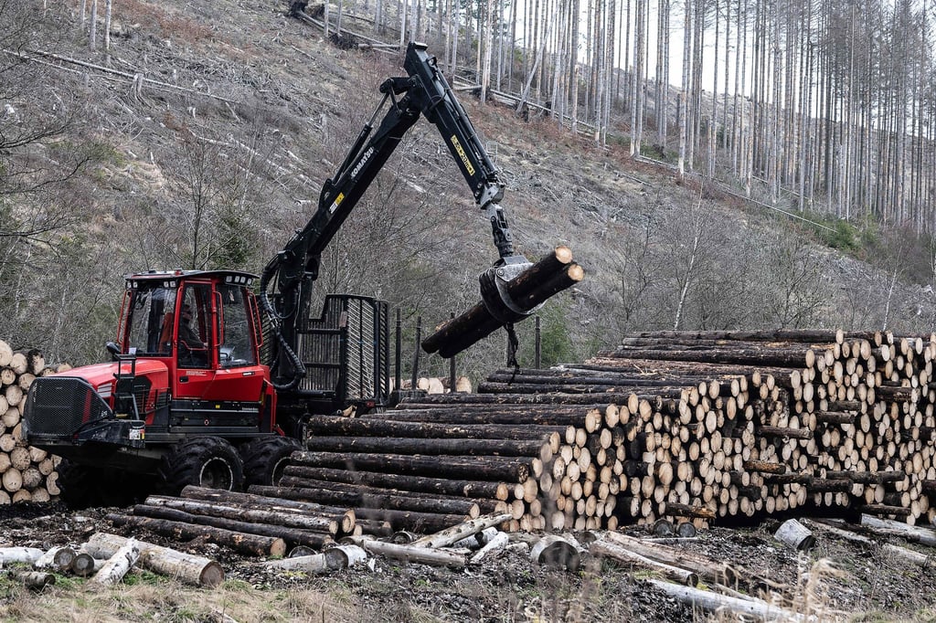 Ein Forstfahrzeug verlädt im Kellwassertal Fichtenbaumstämme zum Abtransport.