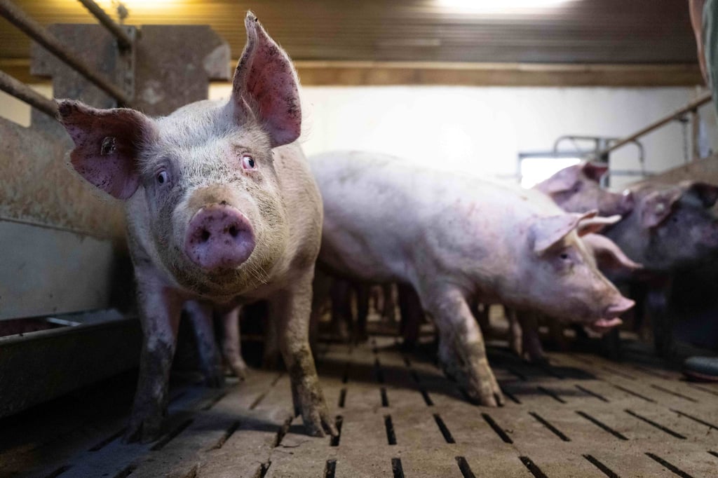Schweine stehen im Stall eines Mastbetriebs.