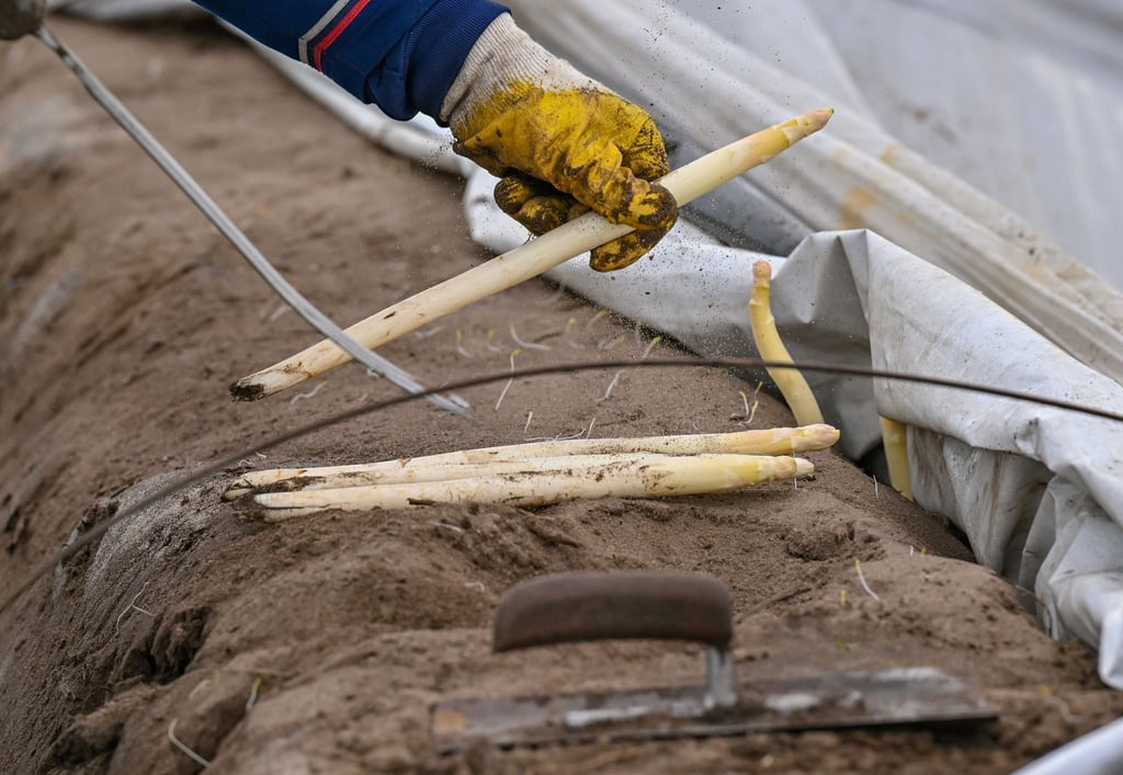 Ein Erntehelfer sticht mit einem speziellen Werkzeug die Spargelstange in der Erde ab.