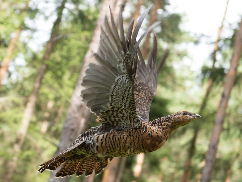 Ein Auerhuhnweibchen fliegt im Rahmen einer Auswilderung durch den Wald.