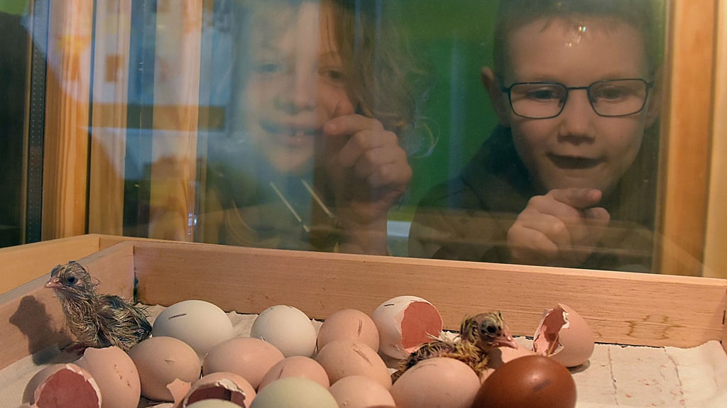 Nach 21 Tagen in der Brutmaschine finden Küken nach und nach den Weg aus dem Ei. Begeistert verfolgen Benno (l.) und Max im Rahmen des Sachkundeunterrichts das Schlüpfen.