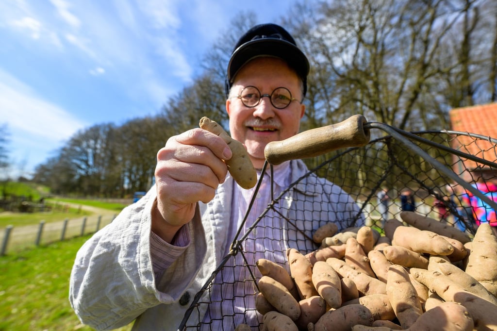 Torsten Riebesel, Mitarbeiter im Freilichtmuseum am Kiekeberg, hält die Kartoffel des Jahres, den „Angeliter Tannenzapfen“ in der Hand.